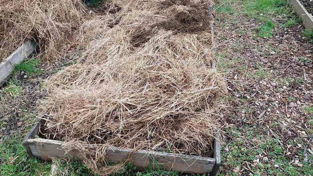 How to grow potatoes in tires with straw