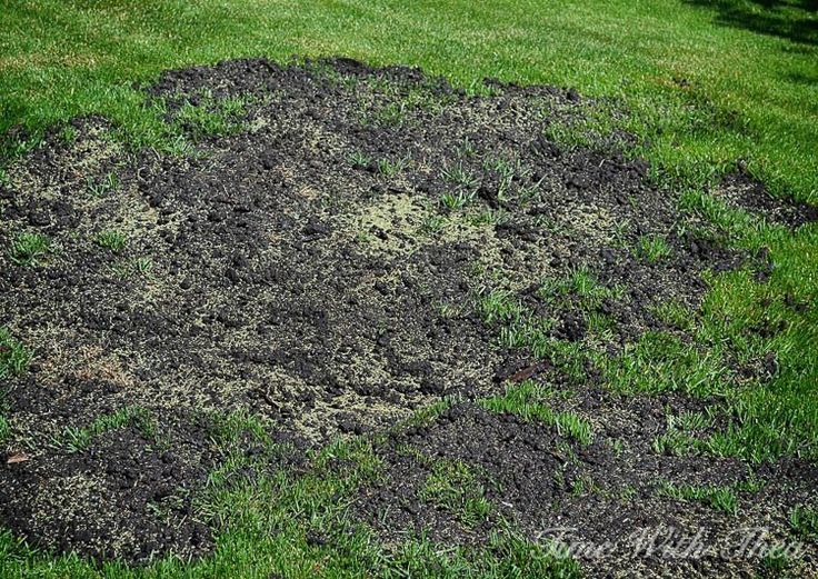 How to fix tire marks in lawn