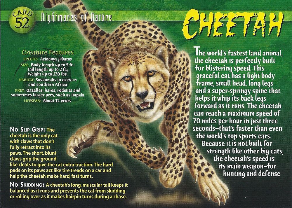 How far can a cheetah run before it gets tired