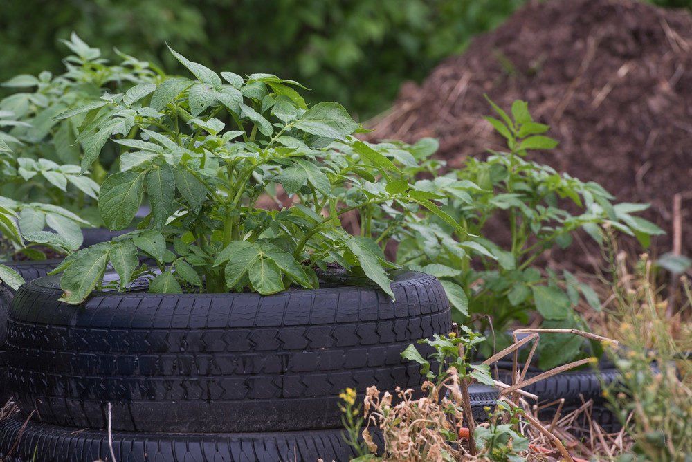 How to grow potatoes in tires