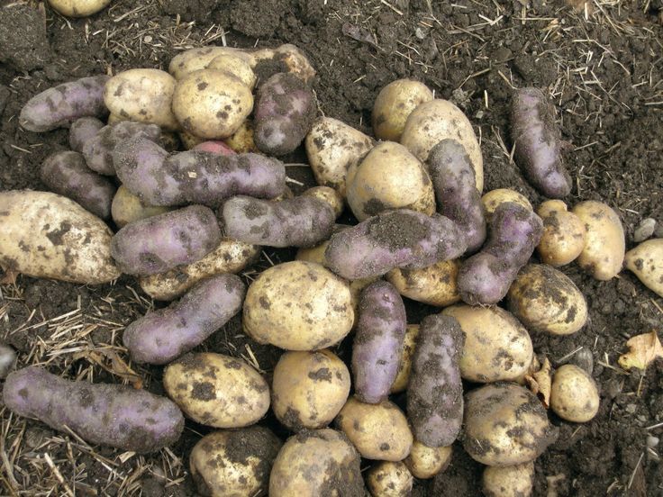 How to grow sweet potatoes in tires