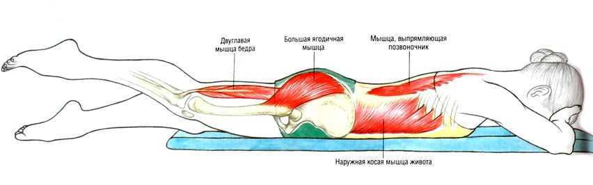 Болит бедро лежа. Мышцы разгибатели позвоночника упражнения. Разгибание бедра ягодичной мышцей. Разгибание коленного сустава мышцы. Мышца разгибающая позвоночник упражнения.