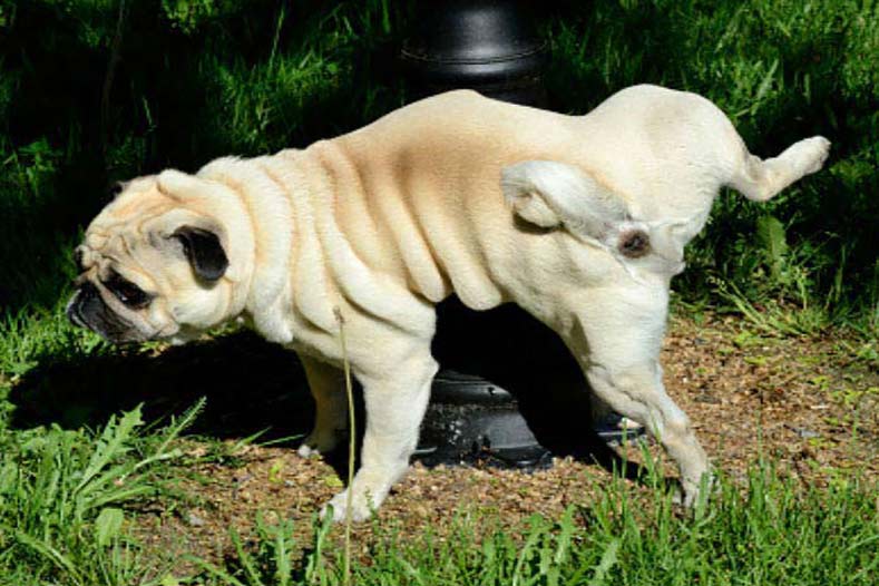 How to prevent dogs from peeing on tires