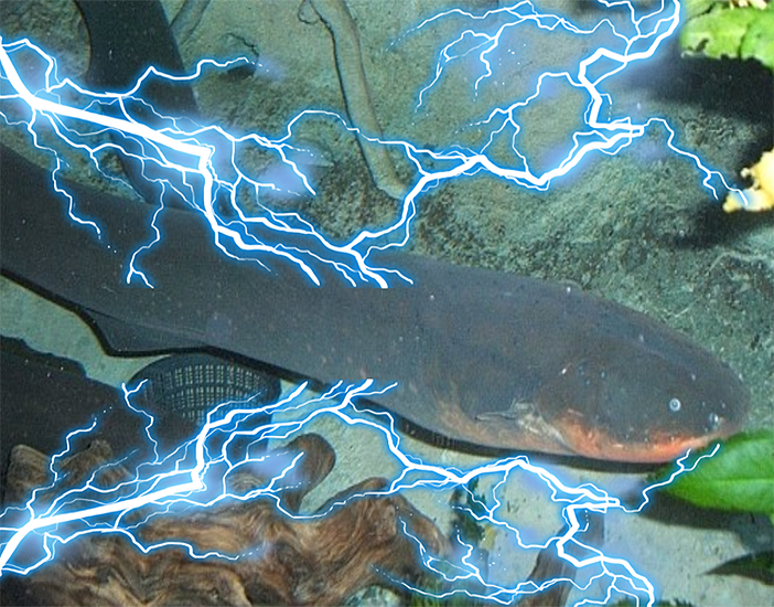 How big do tire track eels get